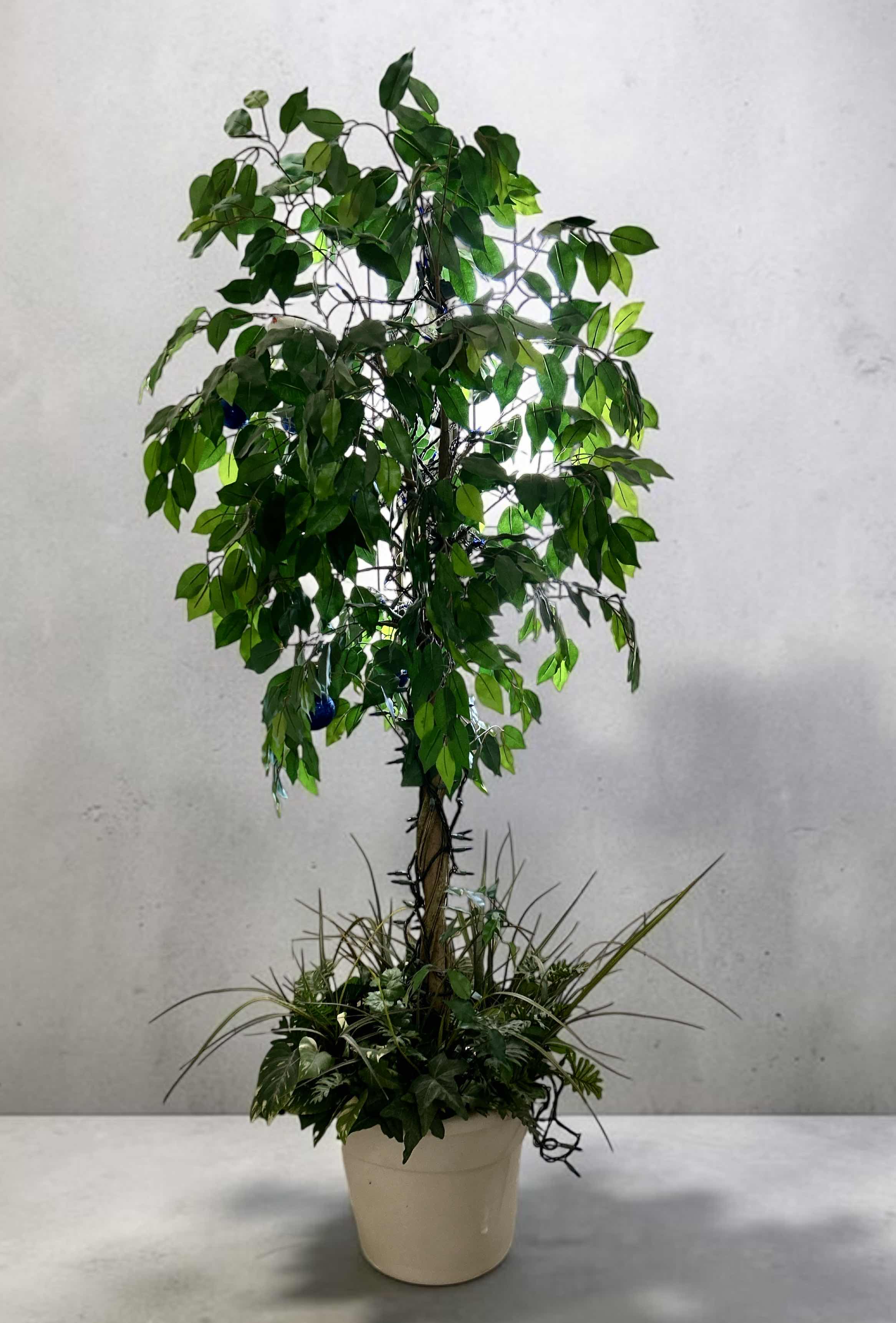 Photo 1 of ARTIFICIAL FICUS TREE IN A WHITE CERAMIC POT H6’