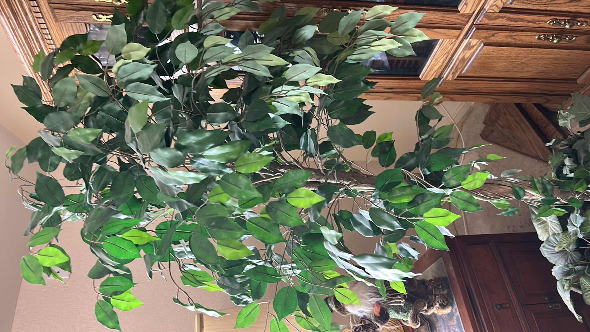 Photo 1 of ARTIFICIAL FICUS TREE H6’