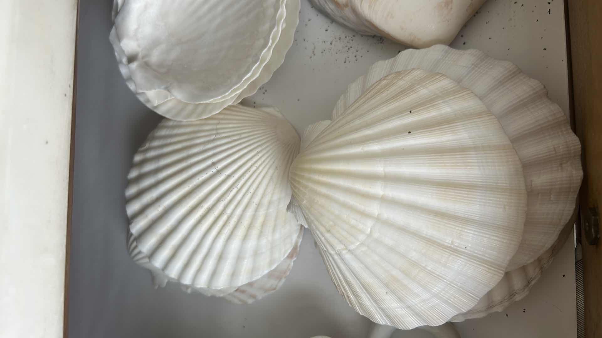 Photo 1 of CONTENTS OF DRAWER NAPKIN HOLDERS SEA SHELLS