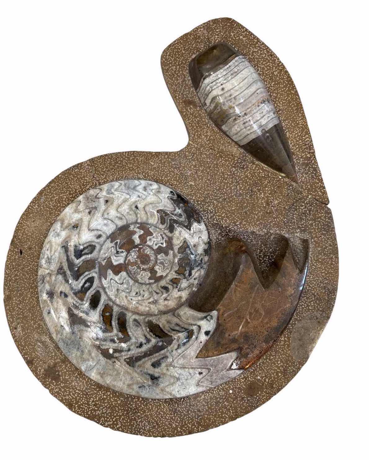 Photo 1 of POLISHED AMMONITE FOSSIL & ORTHOCERAS STONE DISPLAY H15.5” $70