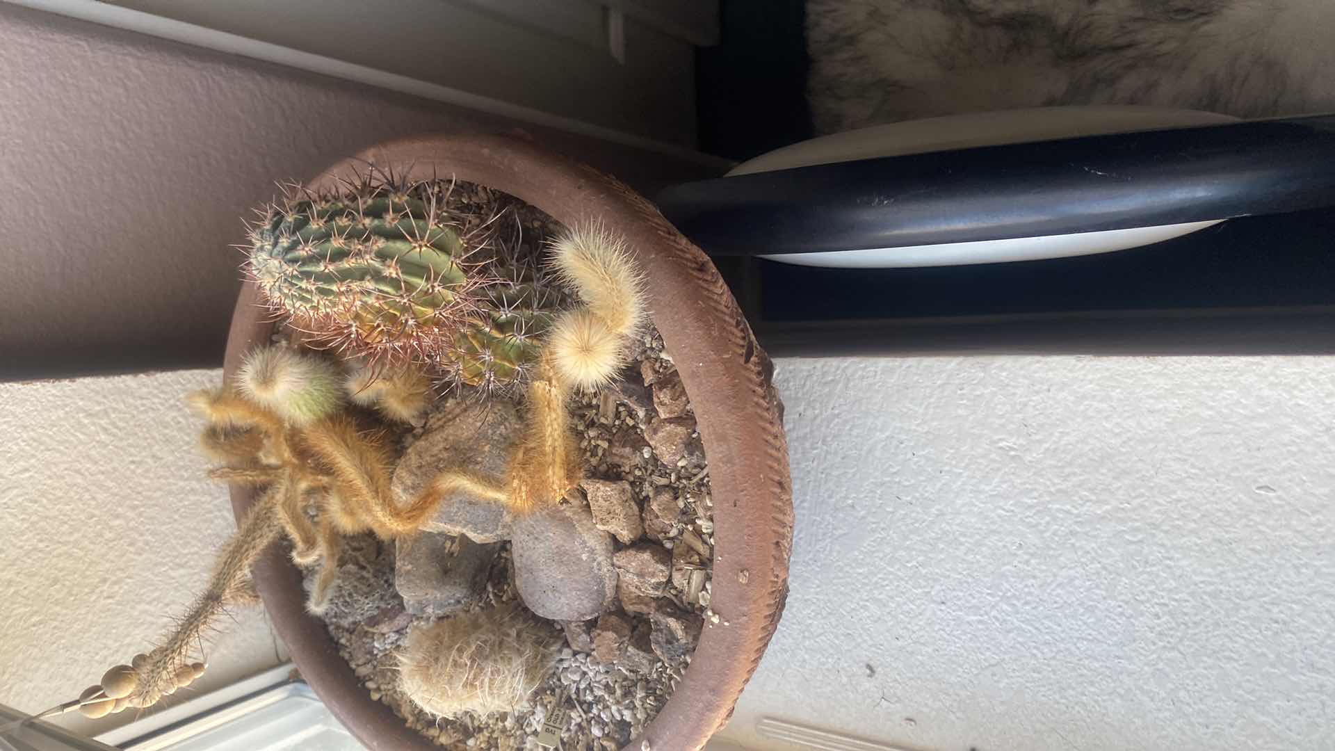 Photo 1 of LIVE CACTUS BOWL IN CLAY POT DIAMETER 13“