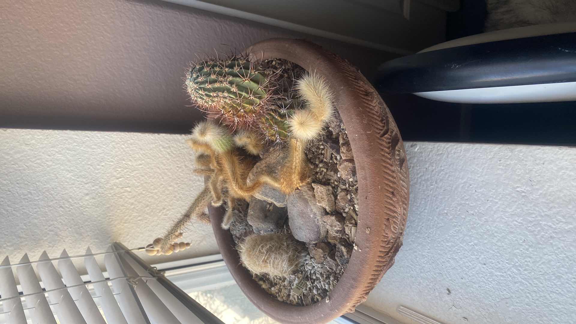 Photo 1 of LIVE CACTUS BOWL IN CLAY POT DIAMETER 13“