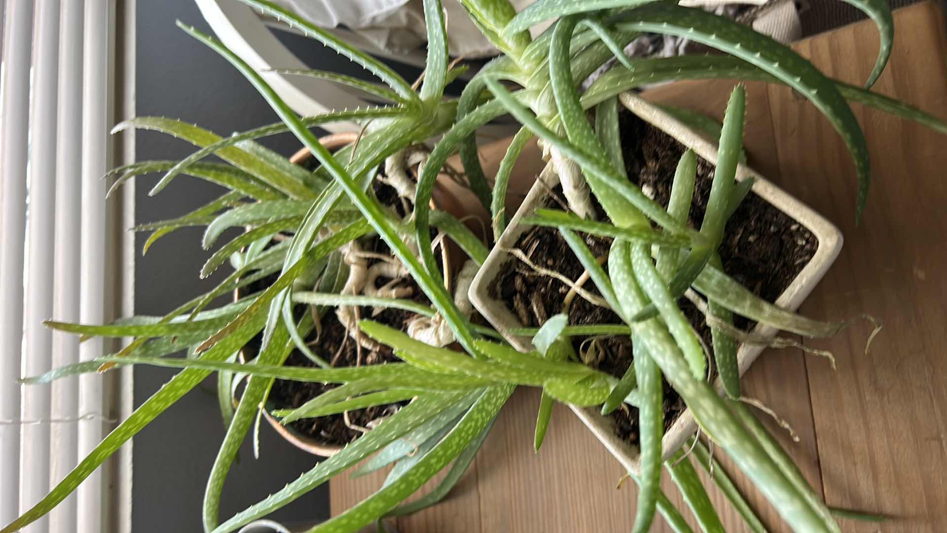 Photo 1 of 8 LIVE POTTED PLANTS