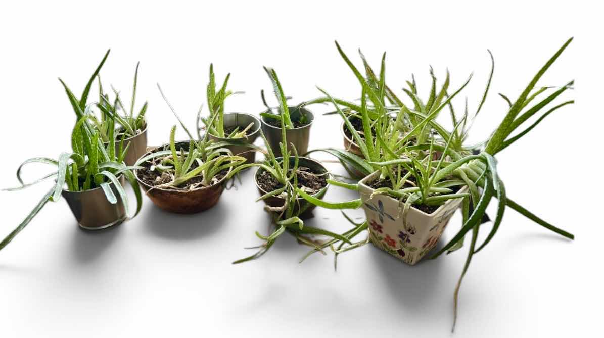 Photo 1 of 8 LIVE POTTED PLANTS
