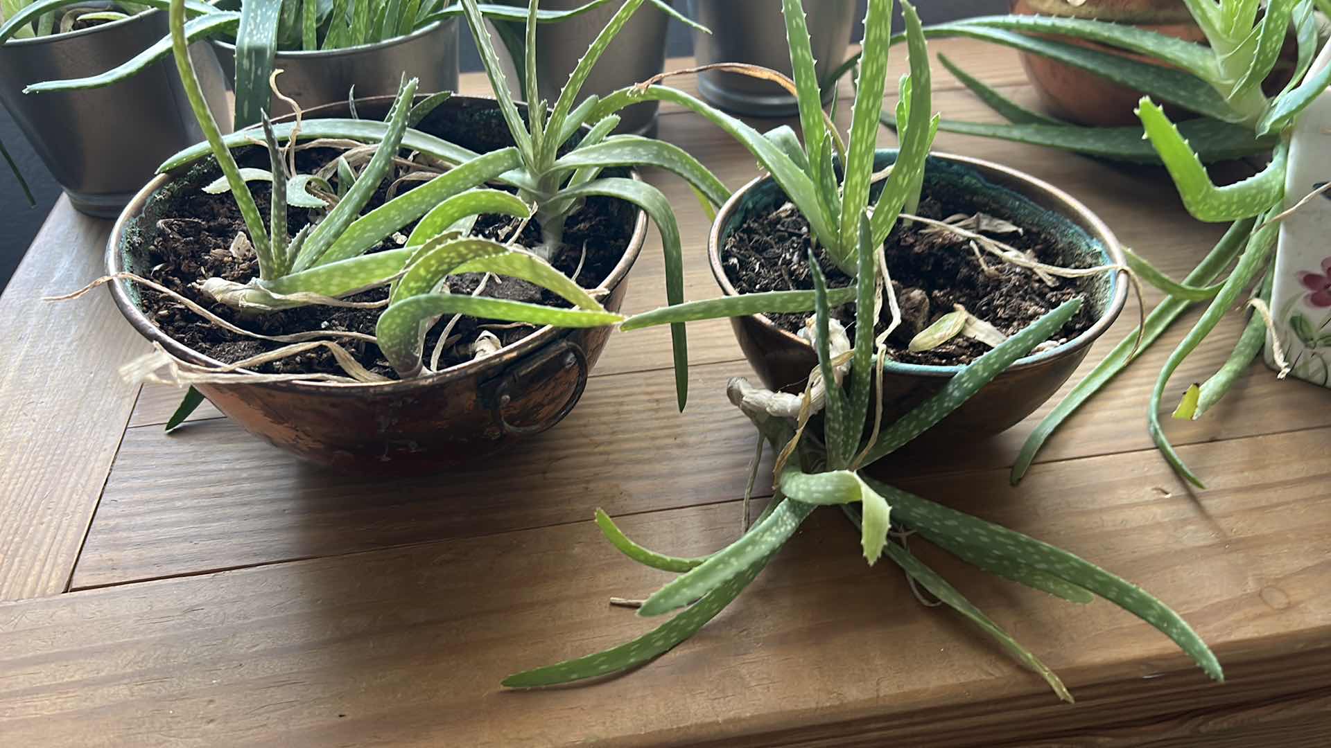 Photo 1 of 8 LIVE POTTED PLANTS