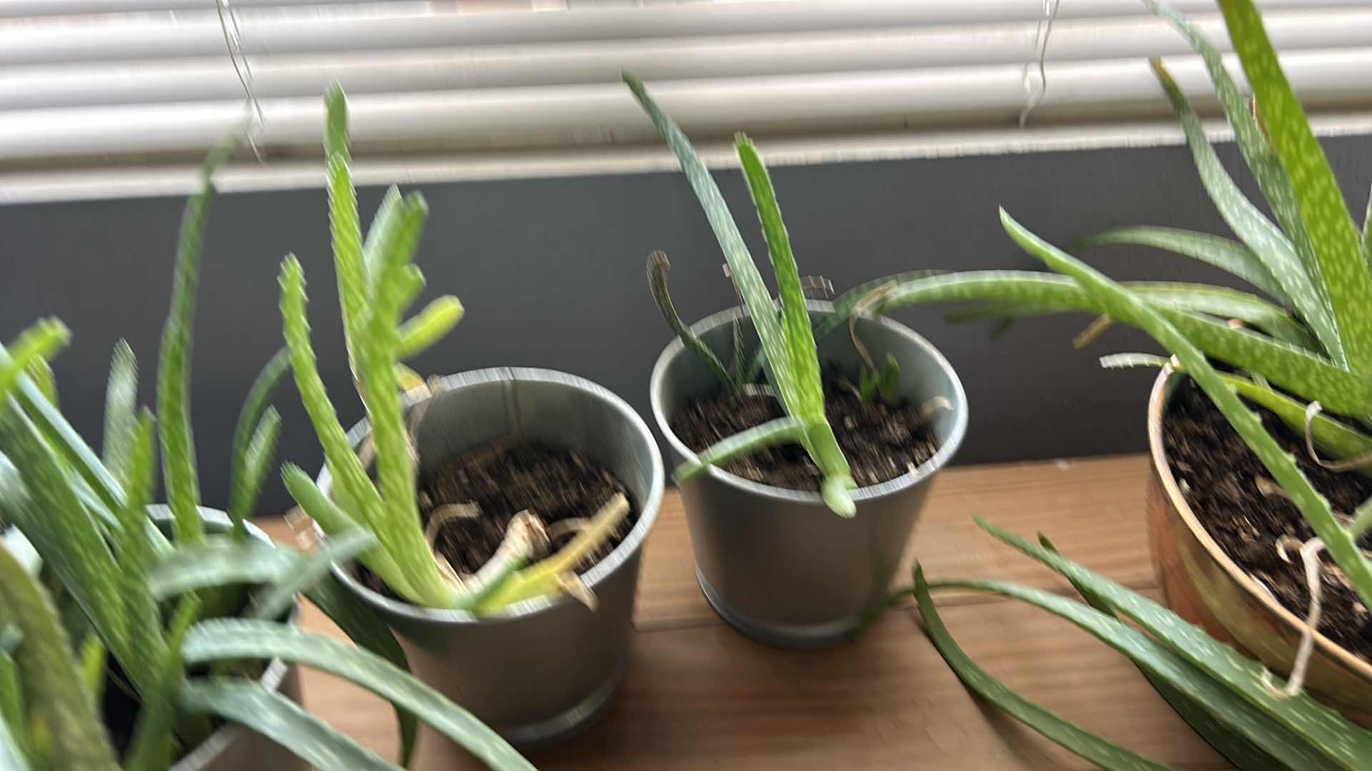 Photo 1 of 8 LIVE POTTED PLANTS