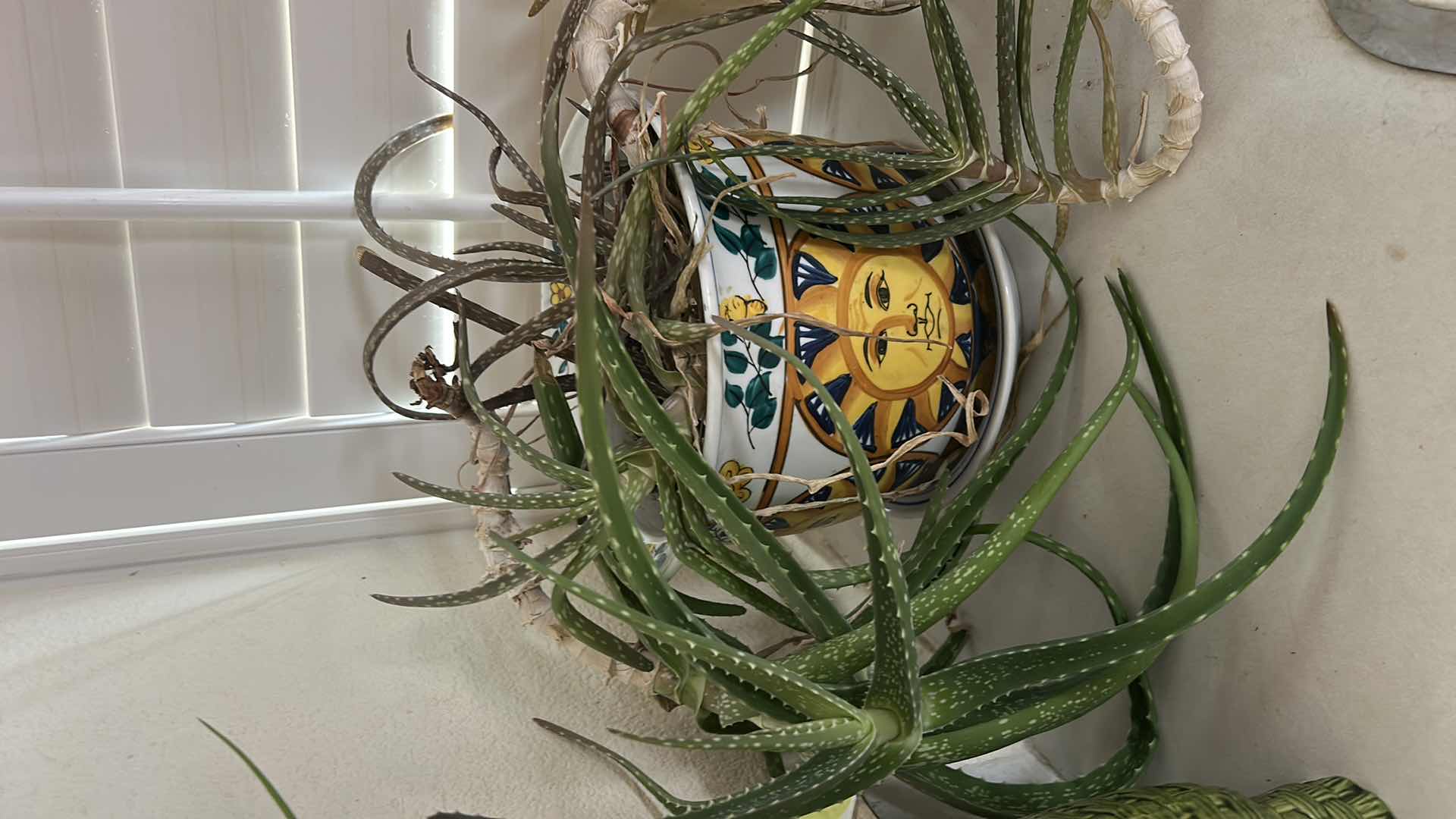 Photo 1 of LIVE PLANTS