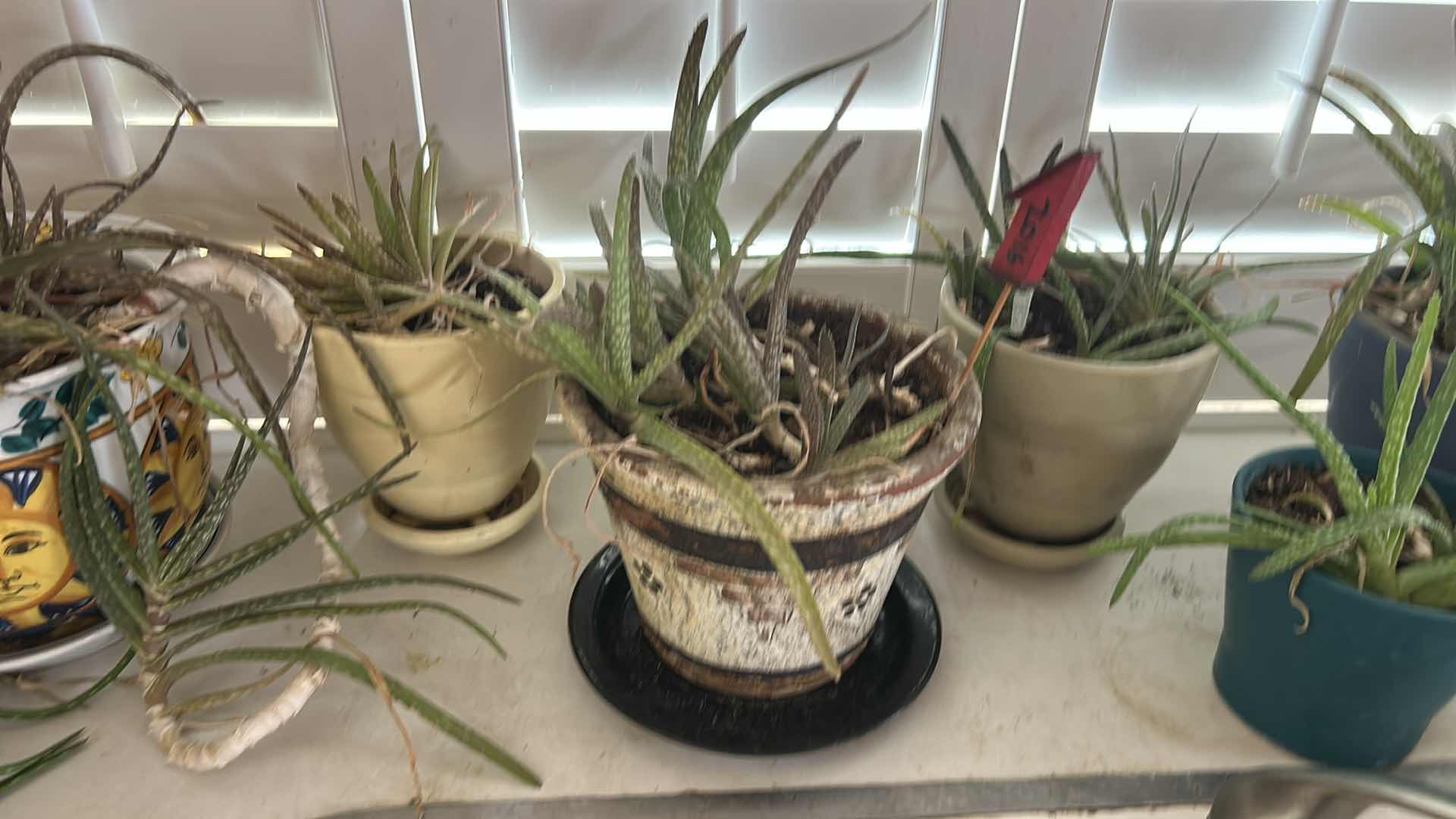 Photo 1 of LIVE PLANTS