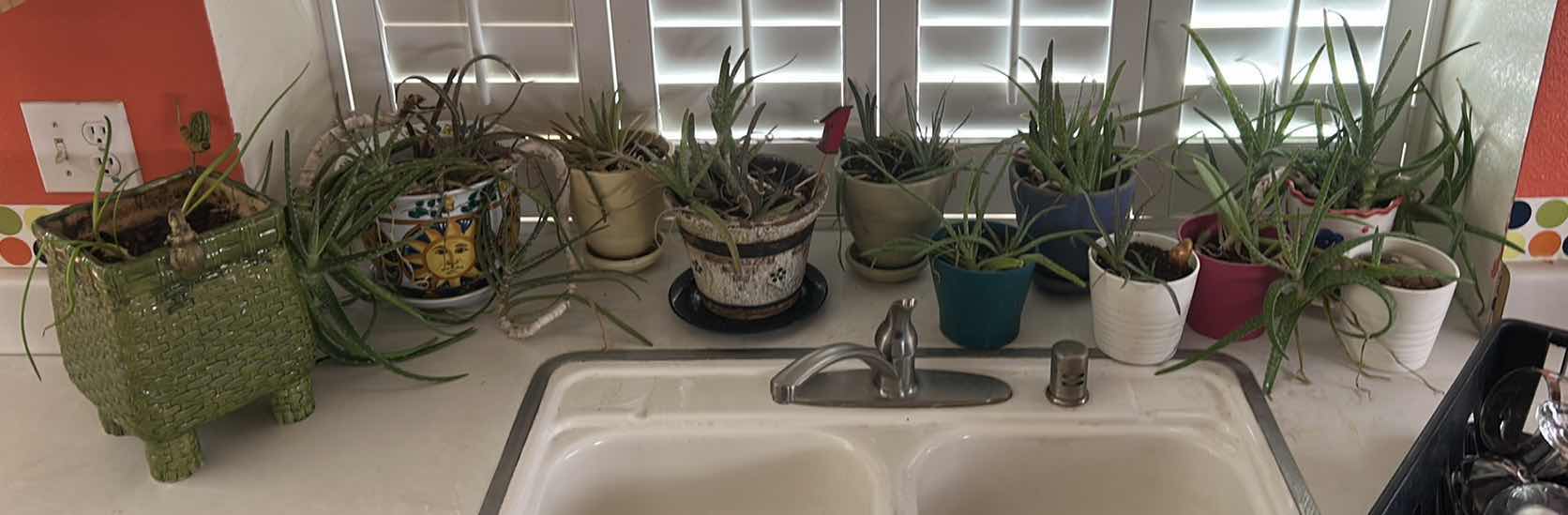 Photo 1 of LIVE PLANTS