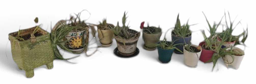 Photo 1 of LIVE PLANTS