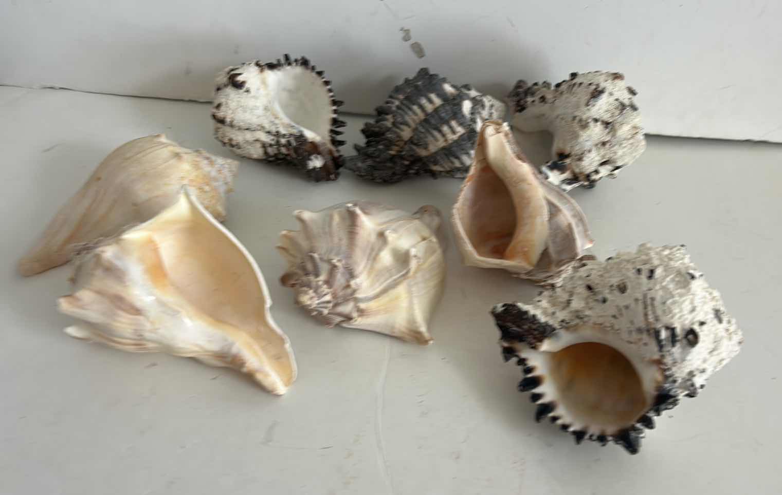Photo 1 of SEASHELL ASSORTMENT