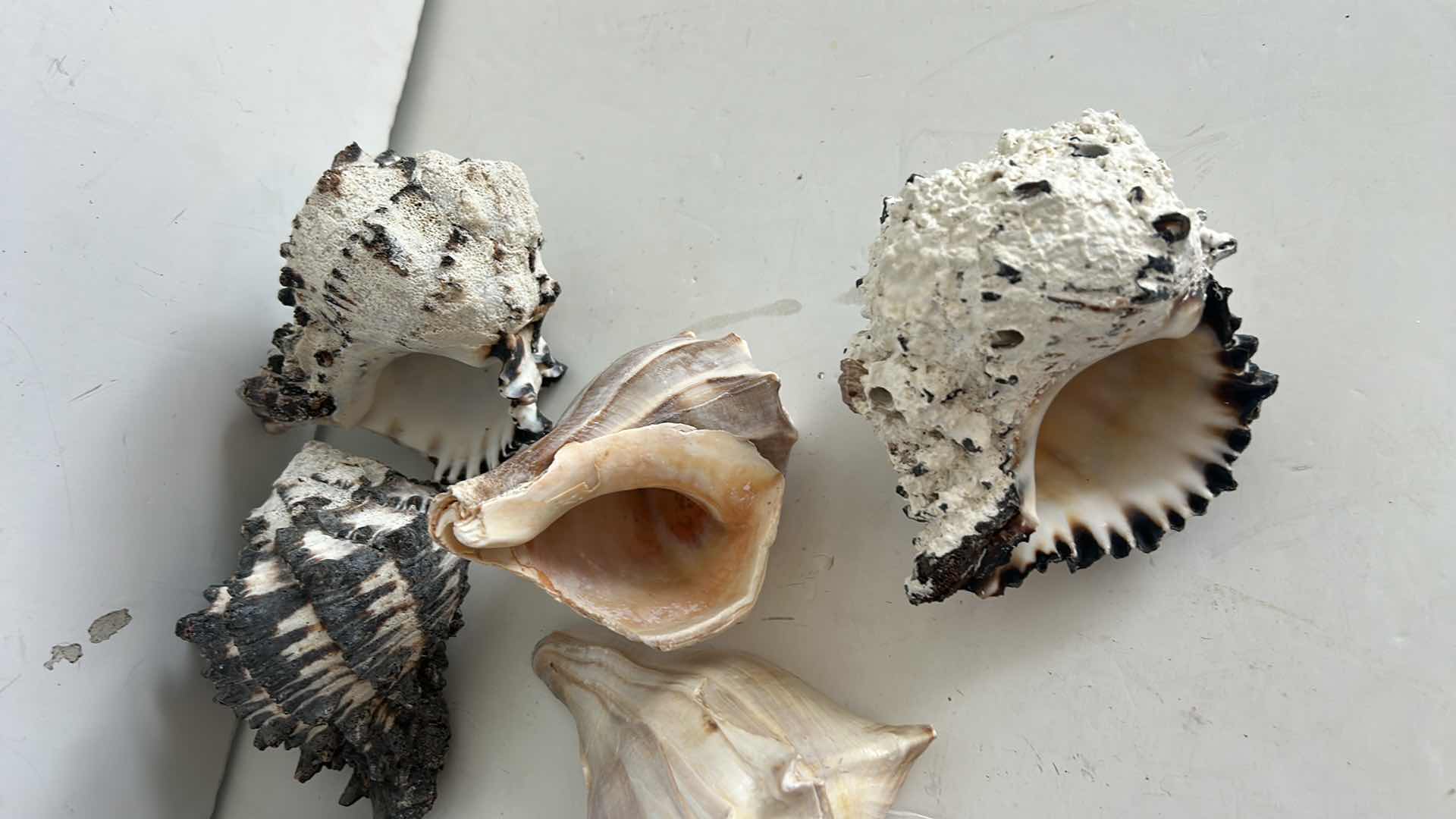 Photo 1 of SEASHELL ASSORTMENT