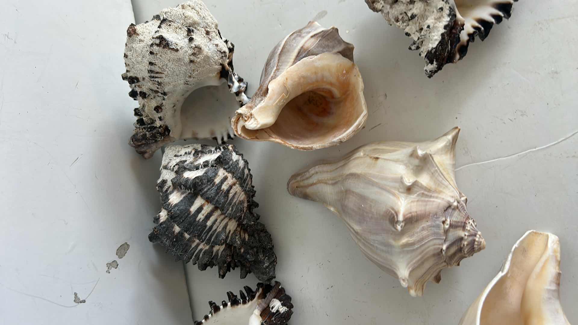 Photo 1 of SEASHELL ASSORTMENT