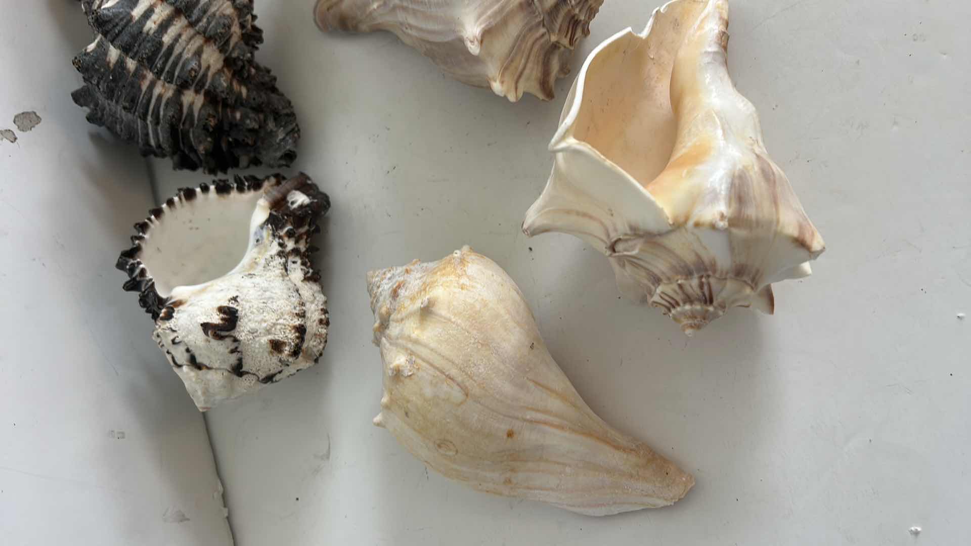 Photo 1 of SEASHELL ASSORTMENT