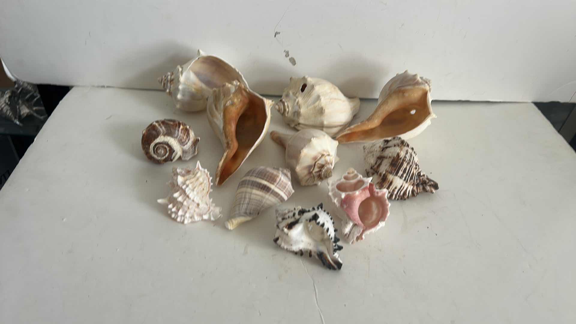 Photo 1 of SEASHELL ASSORTMENT