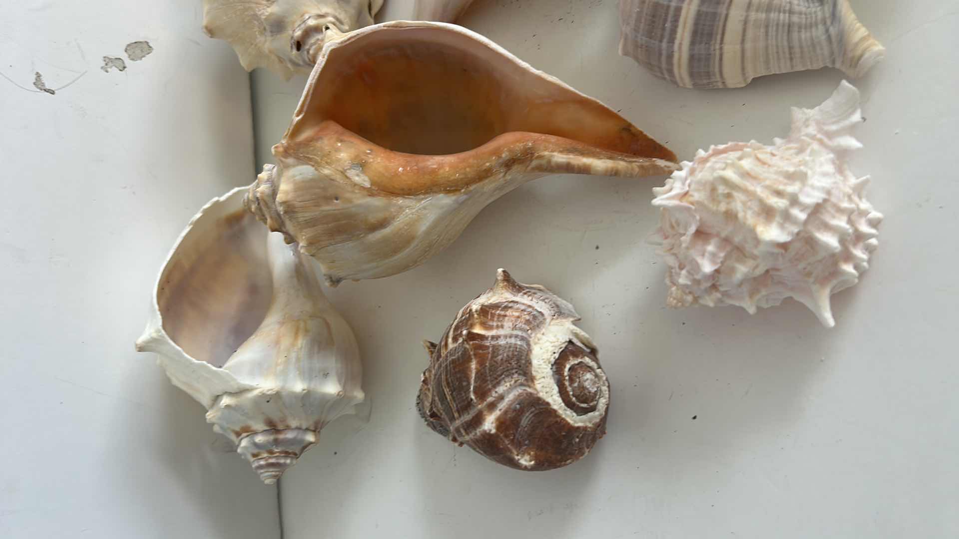 Photo 1 of SEASHELL ASSORTMENT