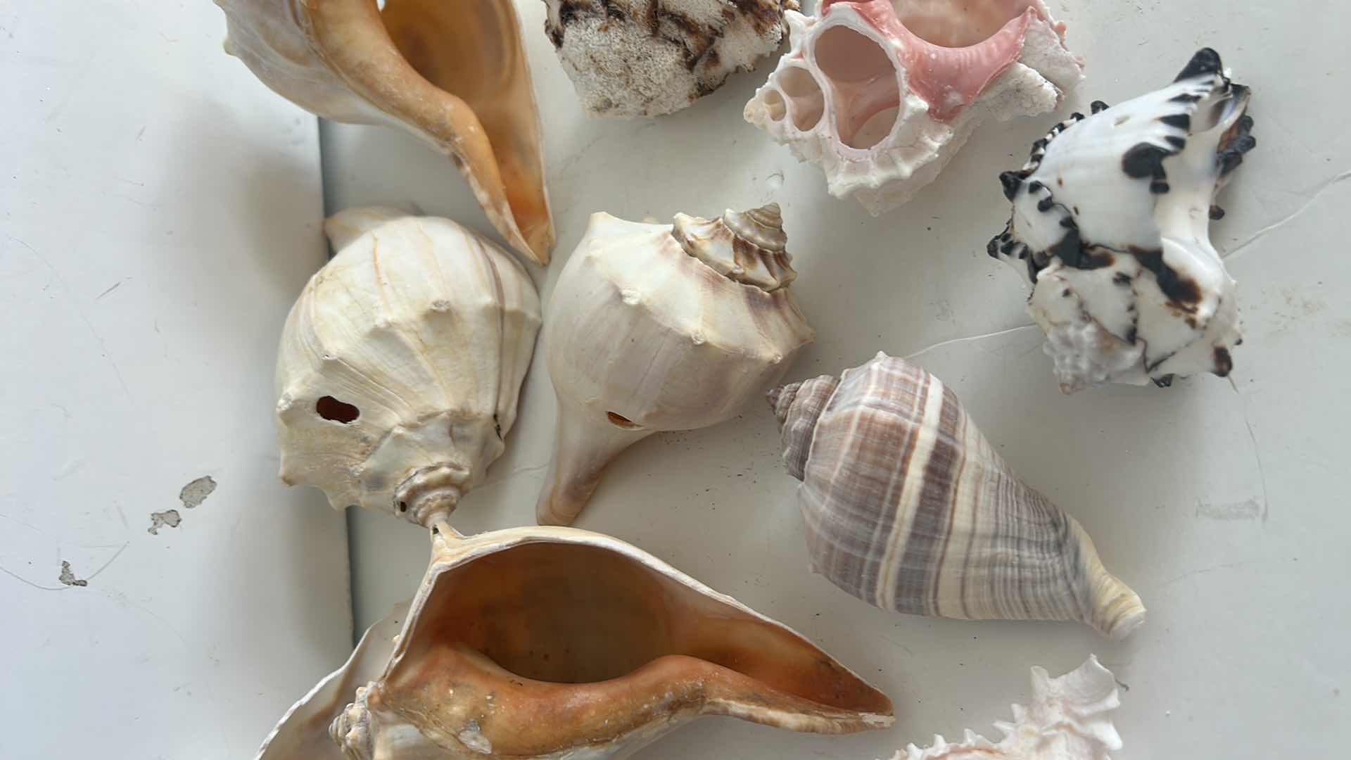 Photo 1 of SEASHELL ASSORTMENT