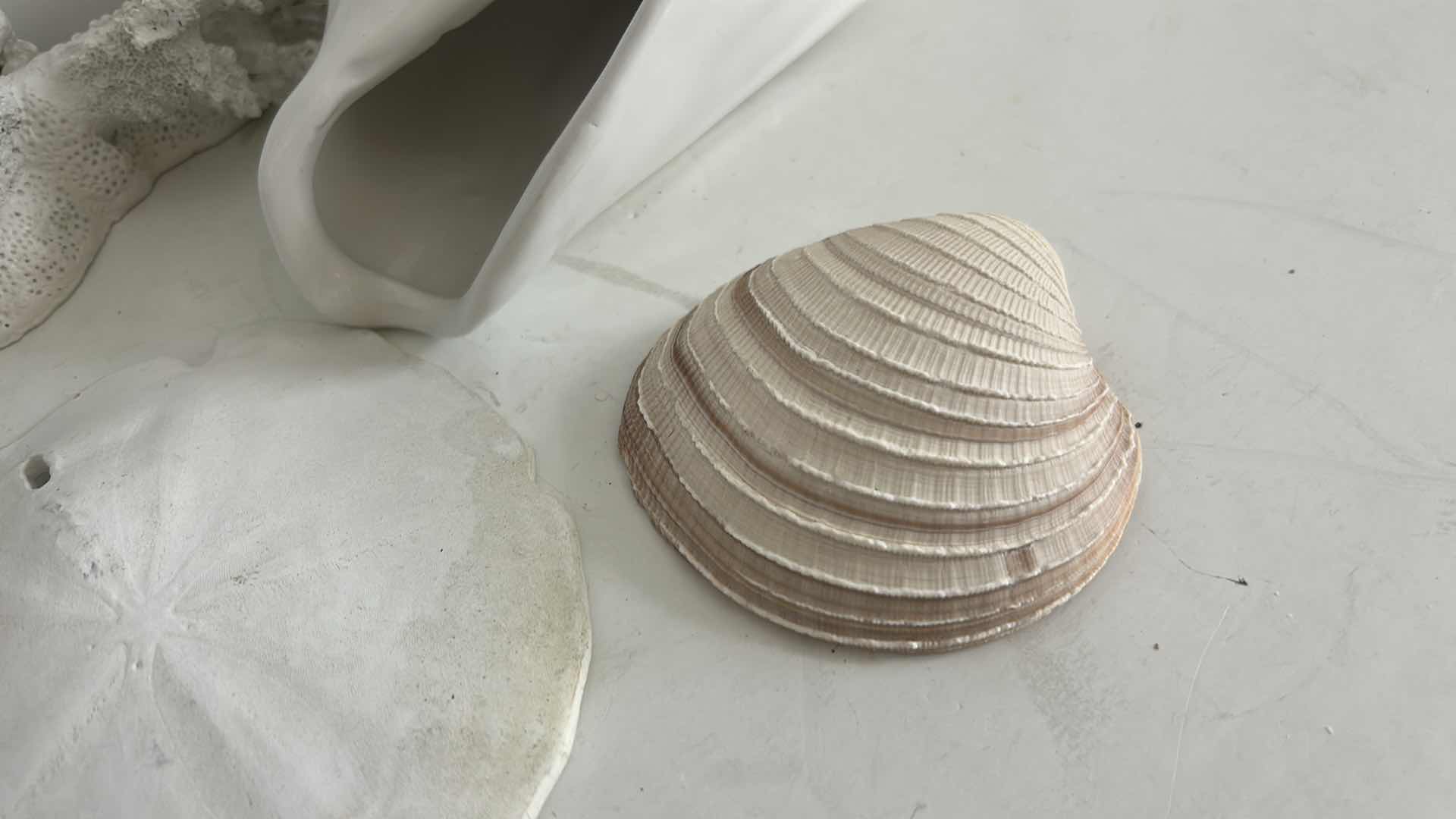 Photo 1 of SHELL & CORAL HOME DECOR (TALLEST H12”)