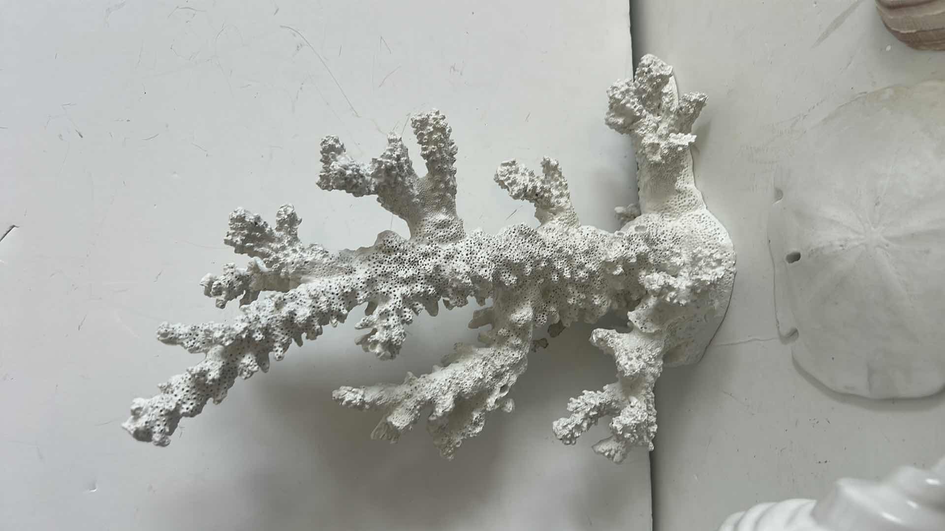 Photo 1 of SHELL & CORAL HOME DECOR (TALLEST H12”)
