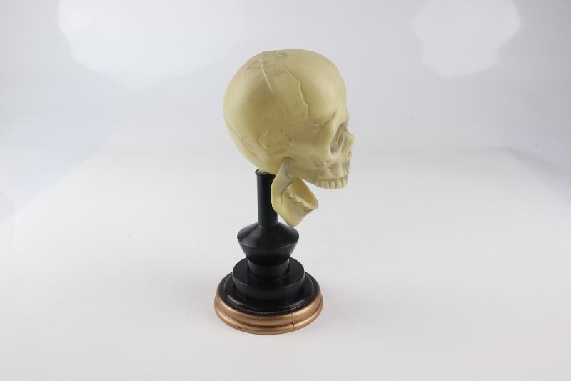 Photo 2 of SKULL STAND DECORATIVE ORANENT NEW $ 9.99