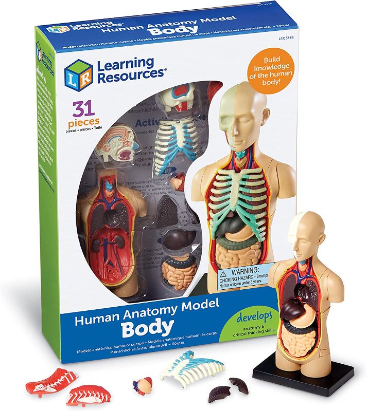 Photo 1 of Human Body Model by Learning Resources, Science for Kids, Human Anatomy for Kids, Human Body Toy, 31-Piece, Ages 8+
