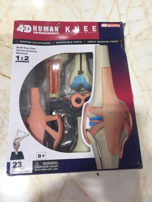 Photo 2 of 4D Human Knee Anatomy Model
