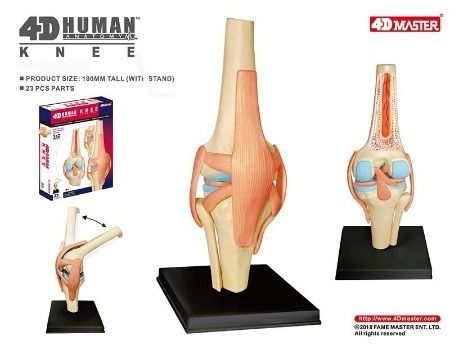 Photo 1 of 4D Human Knee Anatomy Model
