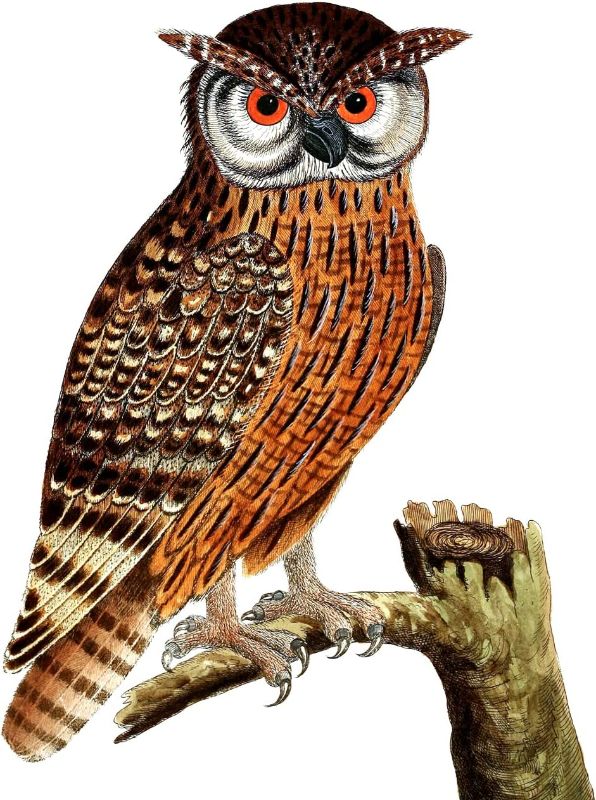 Photo 1 of ***3 pack*** Diamond Painting Kit, 5D Diamond Art Painting Kits for Adults Beginners Kids DIY Owl Paintings Art Paint by Numbers Fashion Home Wall Art Decoration 13.7x17.7 Inch