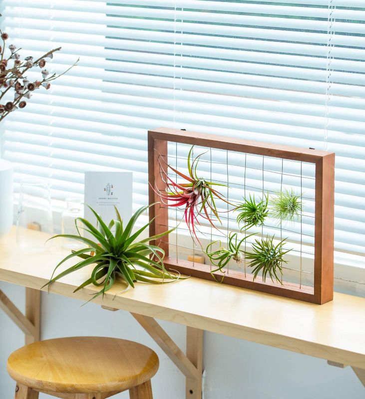 Photo 2 of Mkono Air Plant Frame Hanging Airplant Holder Tillandsia Display Hanger Wooden Shelf Wall Decor for House Plants, Succulent, 16" (Plant Not Included)
