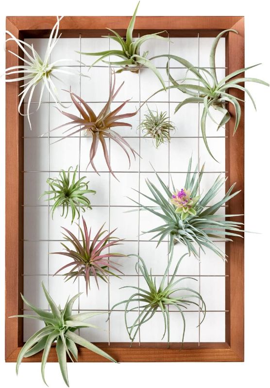 Photo 1 of Mkono Air Plant Frame Hanging Airplant Holder Tillandsia Display Hanger Wooden Shelf Wall Decor for House Plants, Succulent, 16" (Plant Not Included)
