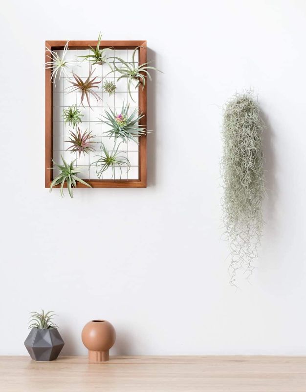 Photo 3 of Mkono Air Plant Frame Hanging Airplant Holder Tillandsia Display Hanger Wooden Shelf Wall Decor for House Plants, Succulent, 16" (Plant Not Included)
