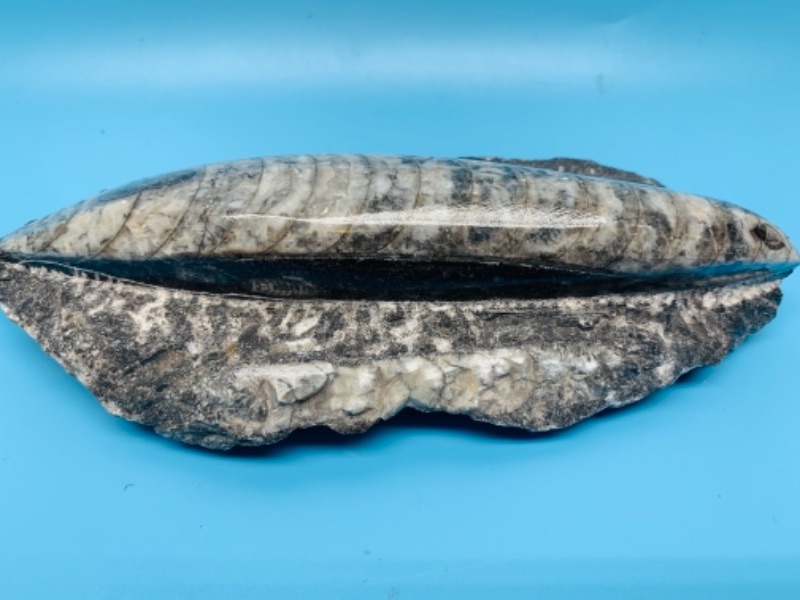 Photo 2 of 403…7 inch fossil orthoceras rock 