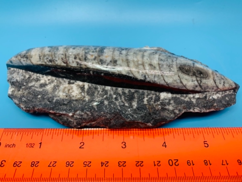 Photo 5 of 403…7 inch fossil orthoceras rock 