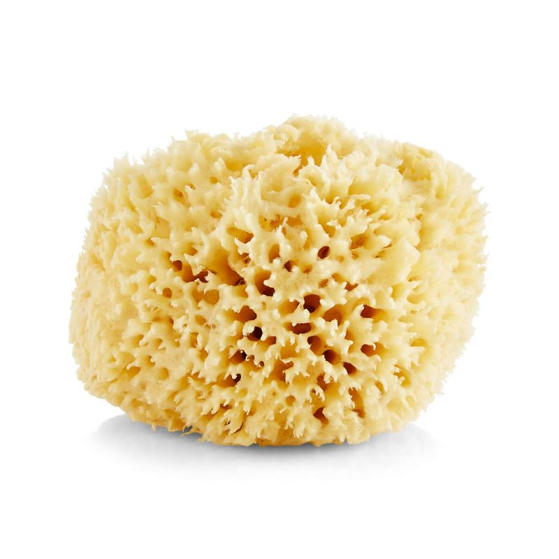 Photo 1 of Baudelaire, Sea Sponge Caribbean Wool 4.5 In, 1 Count New