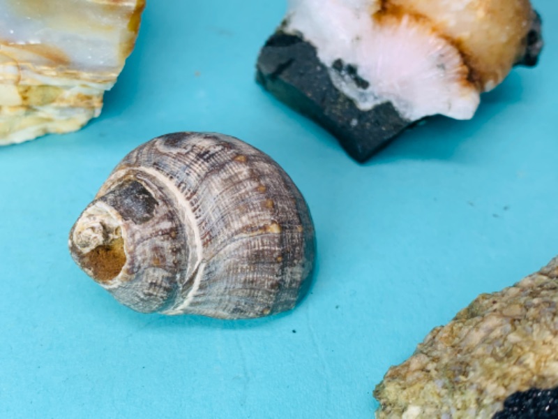 Photo 4 of 802880…5 natural geodes, formations, petrified seashell 