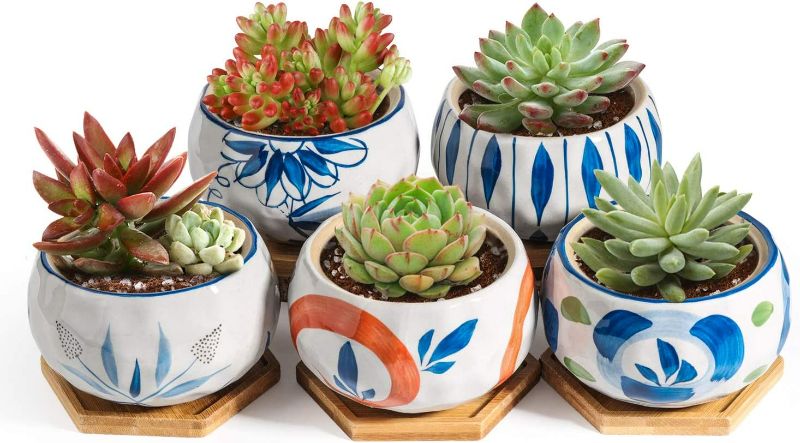 Photo 3 of T4U Japanese Style 4.25 Inch Ceramic Bowl Shape Succulent Plant Pot with Bamboo Tray - Collection of 5 NEW 