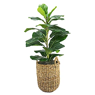 Photo 1 of 30 in. fir basket pot tree