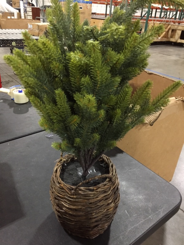 Photo 2 of 30 in. fir basket pot tree