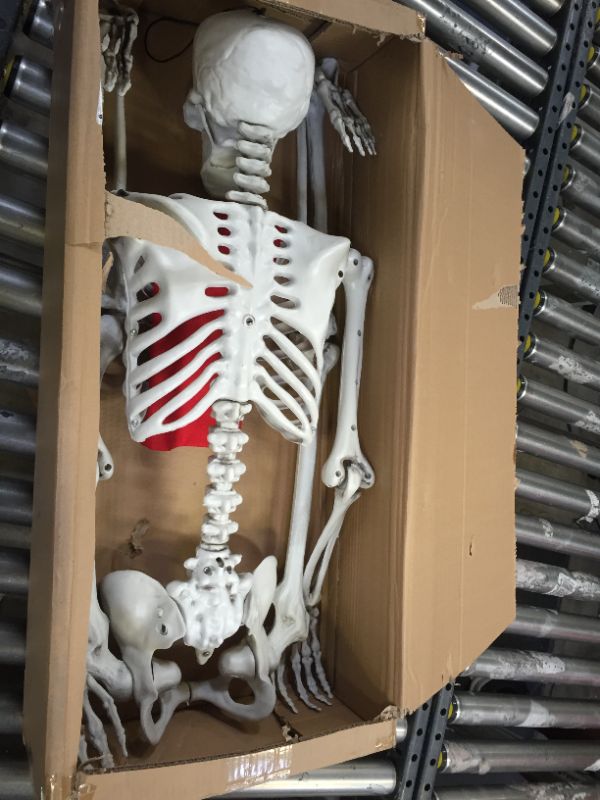 Photo 2 of 5 Ft Pose-N-Stay Life Size Skeleton Full Body Realistic Human Bones With Posable Joints For Halloween Pose Skeleton Prop…