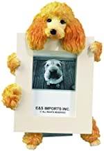 Photo 1 of Apricot Poodle Picture Frame Holds Your Favorite 2.5 by 3.5 Inch Photo, Hand Painted Realistic Looking Poodle Stands 6 Inches Tall Holding Beautifully Crafted Frame, Unique and Special Poodle Gifts for Poodle Owners