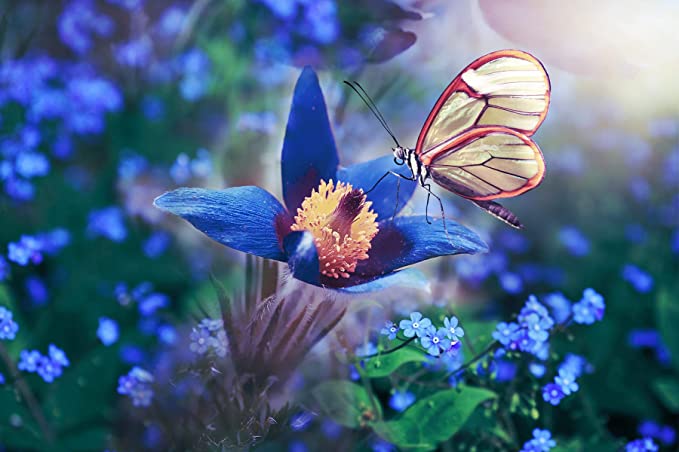 Photo 1 of 2PX LOT
Blue Flower with Butterfly Diamond Painting by Number Kits, Full Drill DIY Painting with Diamond for Adults Kids, Perfect for Home Office Wall Decoration, 11.8 x 15.7 Inches

Libay Sprinkler for Kids Outdoor Water Play, Ladybug Spinning Splash Spr
