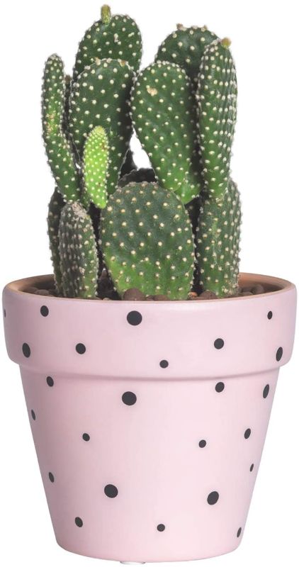 Photo 1 of 
Mollymoli Terra Cotta Pots with Drainage Hole, 4.5” Succulent Planter Pot, Polka Dot Plant Pot, Pink