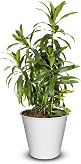 Photo 1 of Monarch Abode 19044 Classic White Hand Hammered Garden Pot Planter
