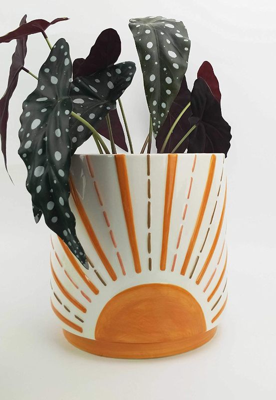 Photo 1 of Sunshine Planter Orange Large 8.7 Inches
