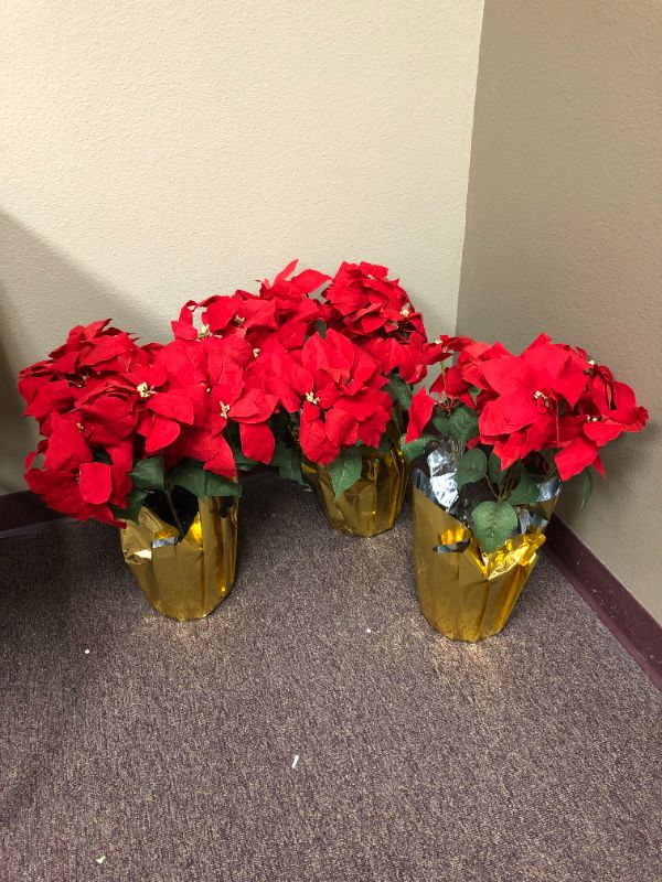 Photo 1 of set of 3 holiday poinsettia plants 