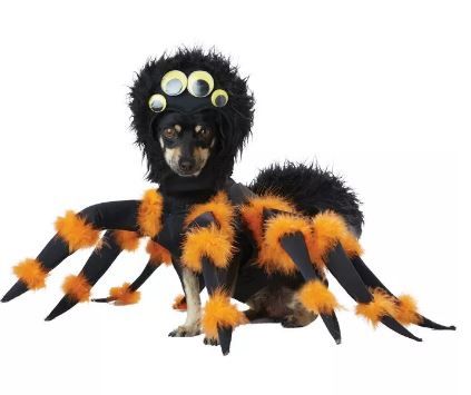 Photo 1 of California Costumes Spider Pup Pet Costume
