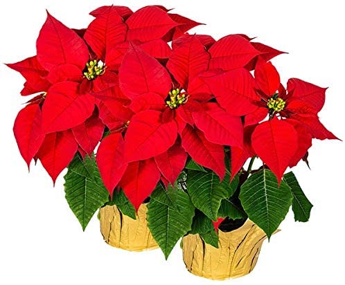 Photo 1 of Creative Displays Large Premier Silk Poinsettia Plant Christmas Decorations, Amazingly Lifelike, 17" x 15" (2 Poinsettias)
