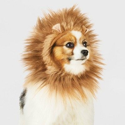 Photo 1 of Lion Ruff Dog and Cat Headwear - Hyde & EEK! Boutique™ small medium
