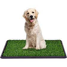 Photo 1 of 29 x 19 dog potty trainer color black and green 