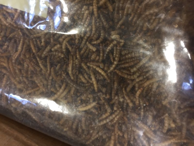 Photo 4 of 11 LBS Bulk Dried Mealworms for Wild Birds Food Blue Bird Chickens Hen Treats